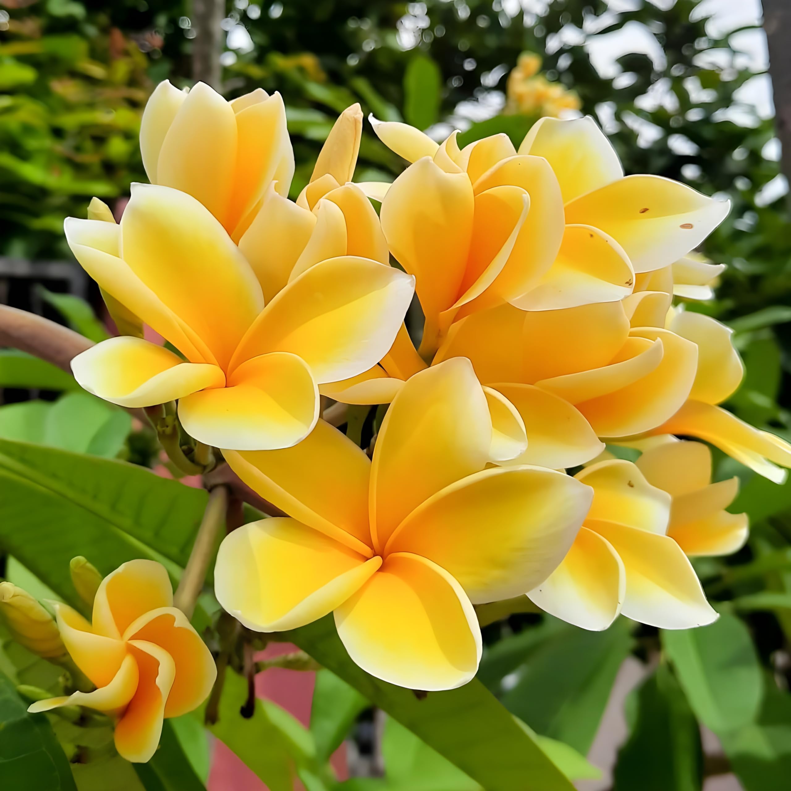 Plumeria Dwarf Champa Frangipani Whitish Yellow Live Natural Plant(Pot Not Included)