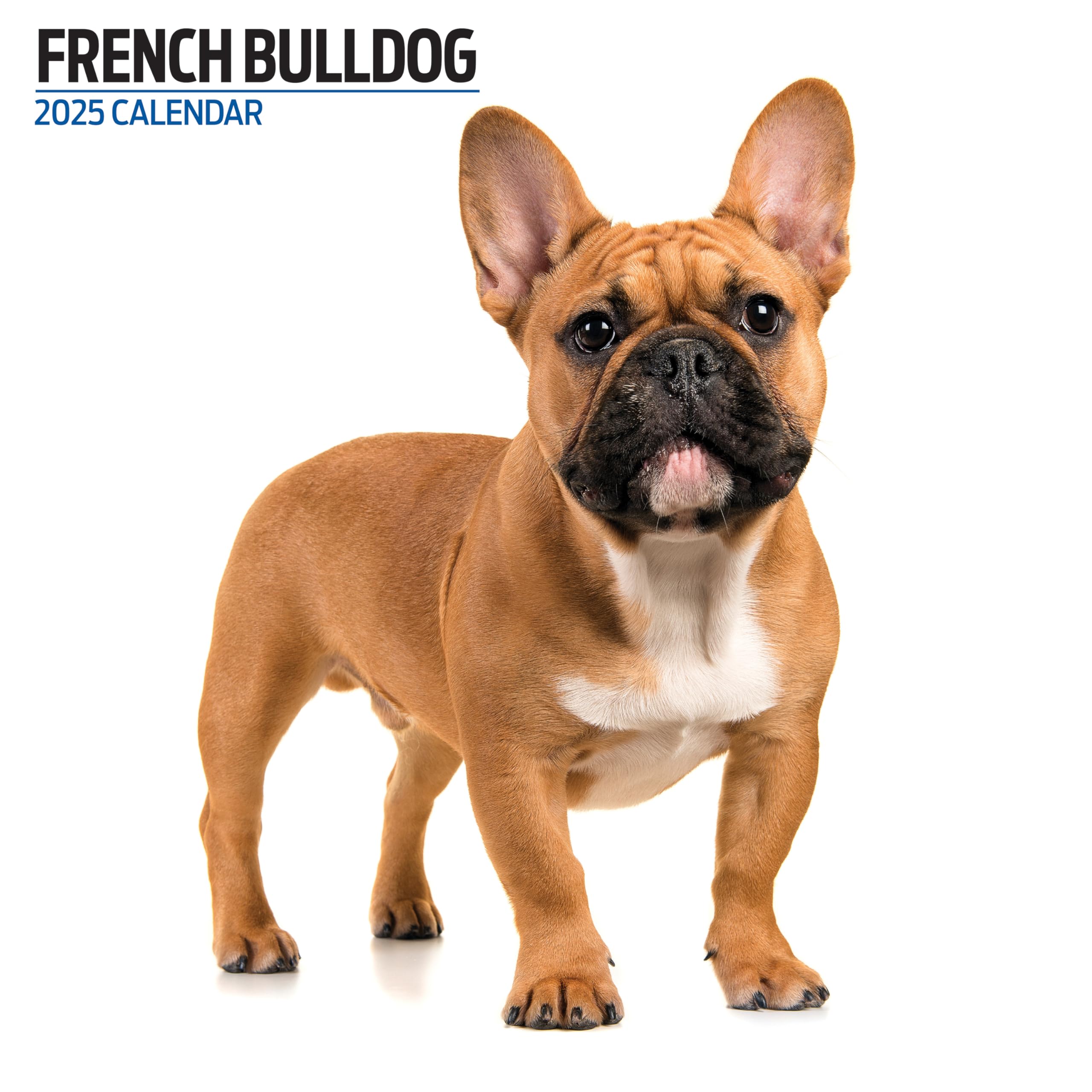 French Bulldog 2025 Modern Calendar, Various