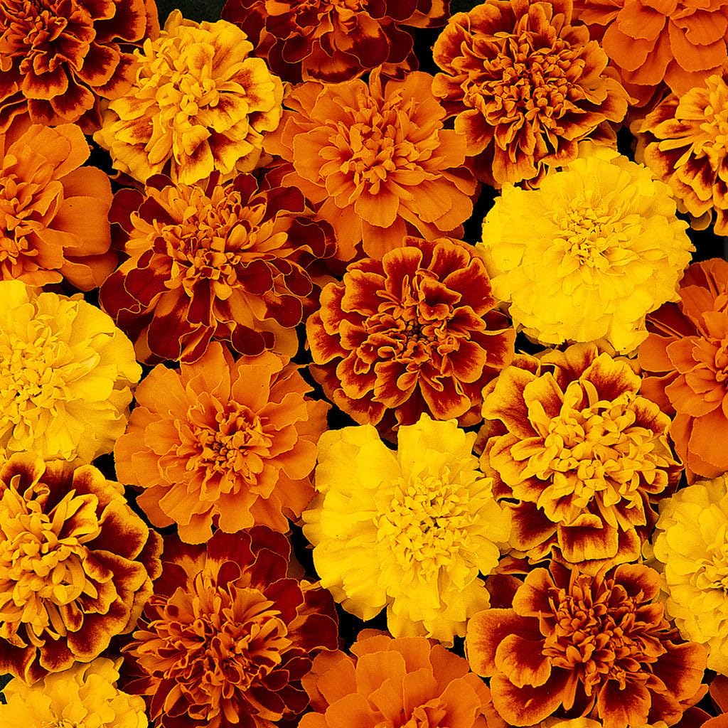 Marigold Mix (Genda Fool) Flower Seeds Pack Of 50 Hybrid Seeds (B0C9MXVCZ6) Amazon Price History, Amazon Price Tracker