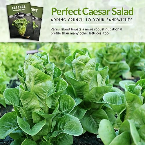 Miniatura 6 de Paquete de 3 semillas de lechuga Parris Island Cos para plantar, paquete con instrucciones para cultivar lechuga estilo romana en tu huerto casero,