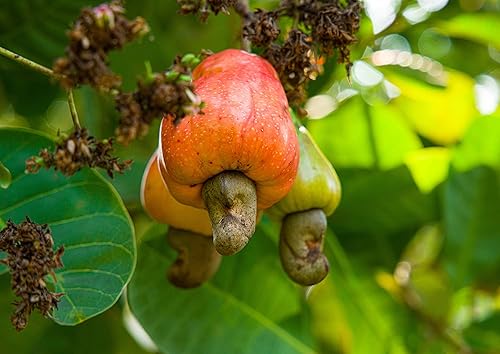 Miniatura 8 de Anacardos enteros tostados secos orgánicos 2 libras sin OMG sin sal anacardos tostados al horno sin aceite añadido kosher vegano a granel Textura