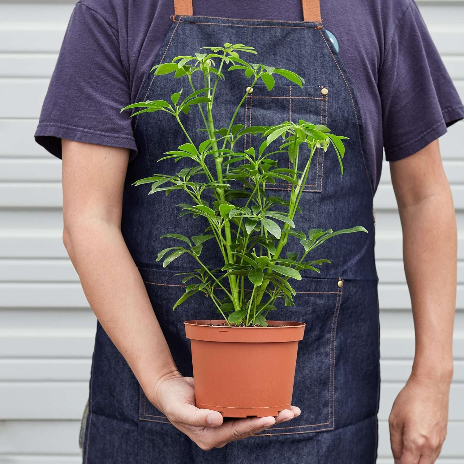 Schefflera Arboricola Live Plant for Indoor | Different Houseplants in 4'' & 6'' Pot | Real House Plant for Living Room, Office, Desk & Bathroom | Dwarf Umbrella Tree