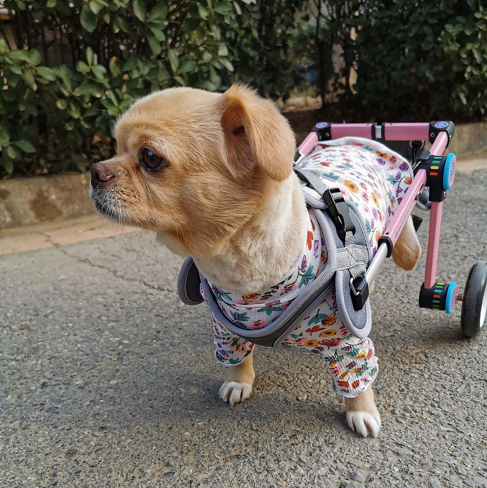 Silla de Ruedas para Perros 2 Ruedas Carro de Paseo asistido por Perros discapacitados Soporte Completo para la rehabilitación de Las Patas traseras de Perros pequeños, Paseo asistido