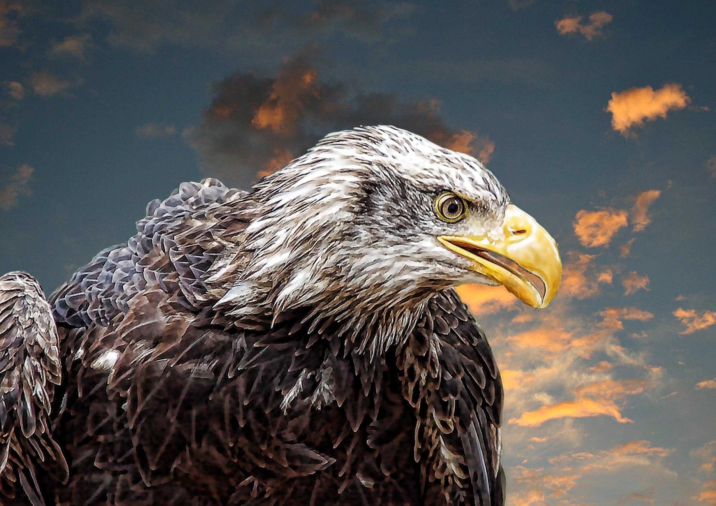 Wildlife – White Head Sea Eagle Cardboard Box of 1000 Pieces Puzzle Pieces in Wiederverschliessbarem Bag 26x38CM