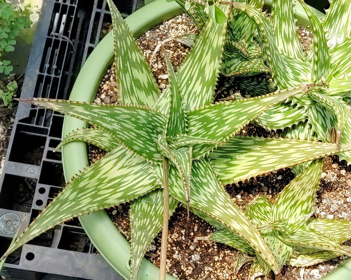 Amazon.co.jp: 自家採種“種子”15粒Aloe somaliensis var. somaliensis