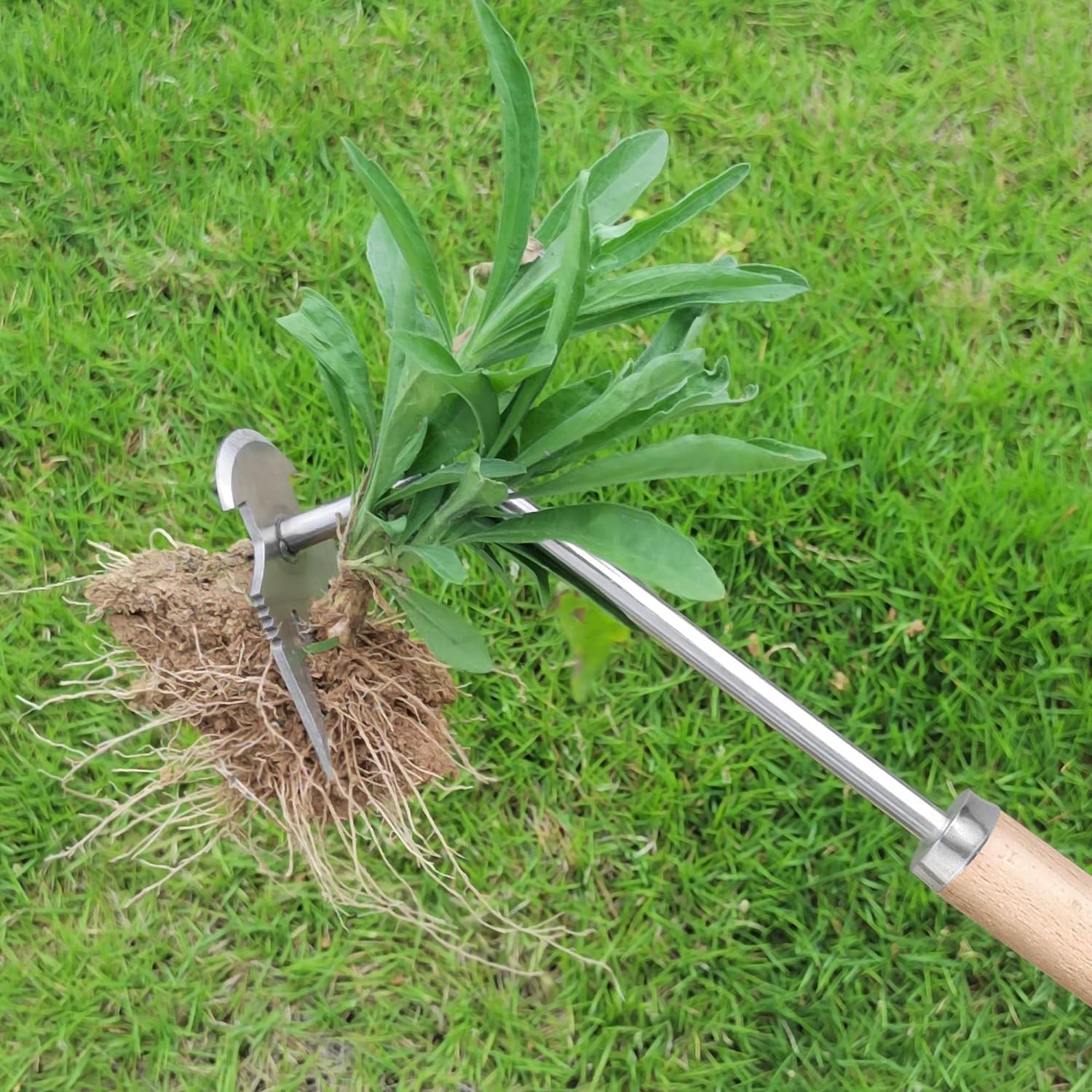 REDBUILD® Garden Weeding Tool with Wooden Handle || Weeder Hand Tool 4 Claws || High Carbon Steel || Manual Weed Puller for Lawn and Garden || Gardening Tools || Weed Removal Tool (Stainless Steel) - Image 5 thumbnail
