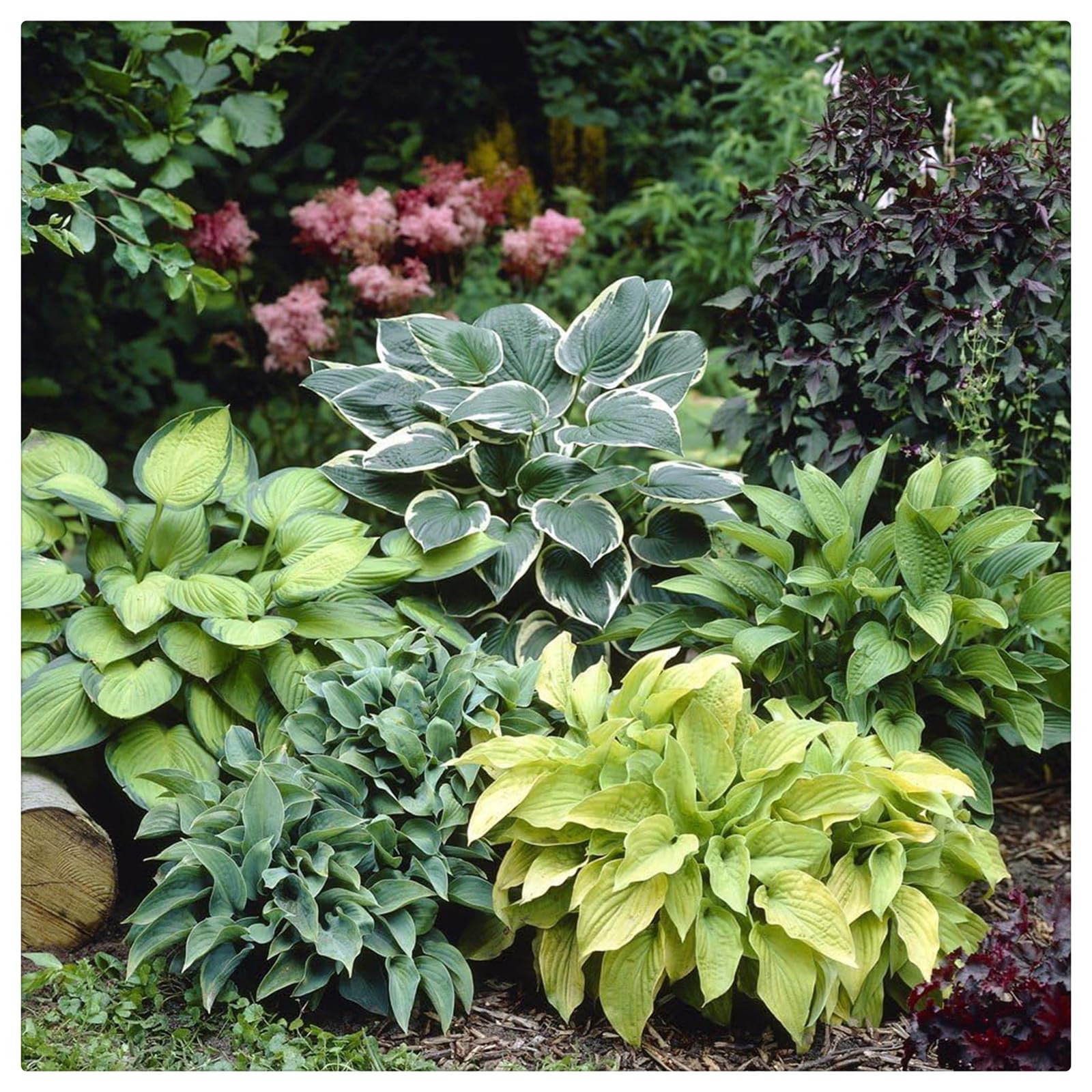 Bulbi di Hosta per Giardini Ombreggiati - Foglie Decorative e Resistenza,Rizoma di Hosta-4 Bulbi-i