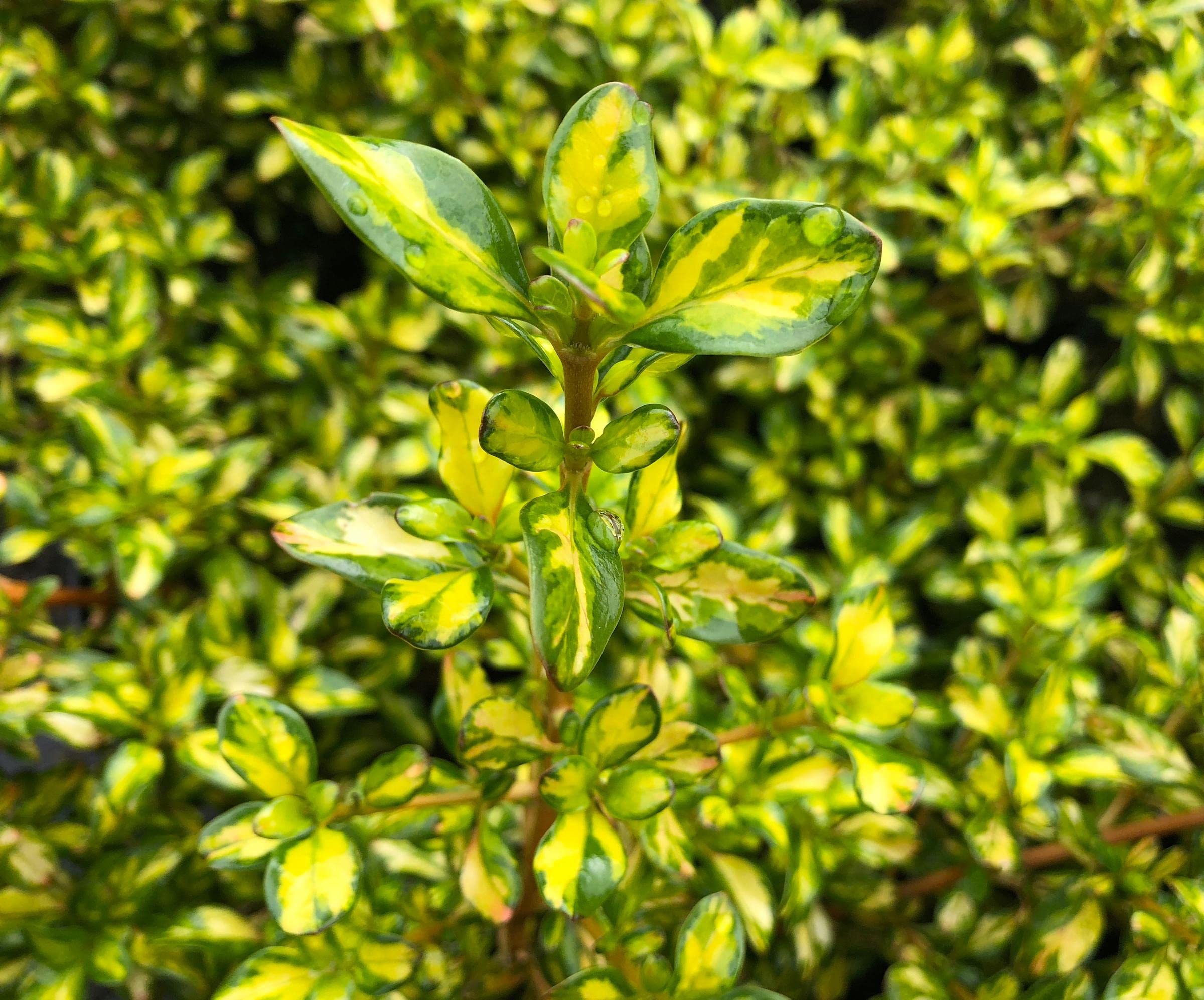 Carbeth Plants – 2 x Coprosma ‘Lemon and Lime’ in 9cm Pots