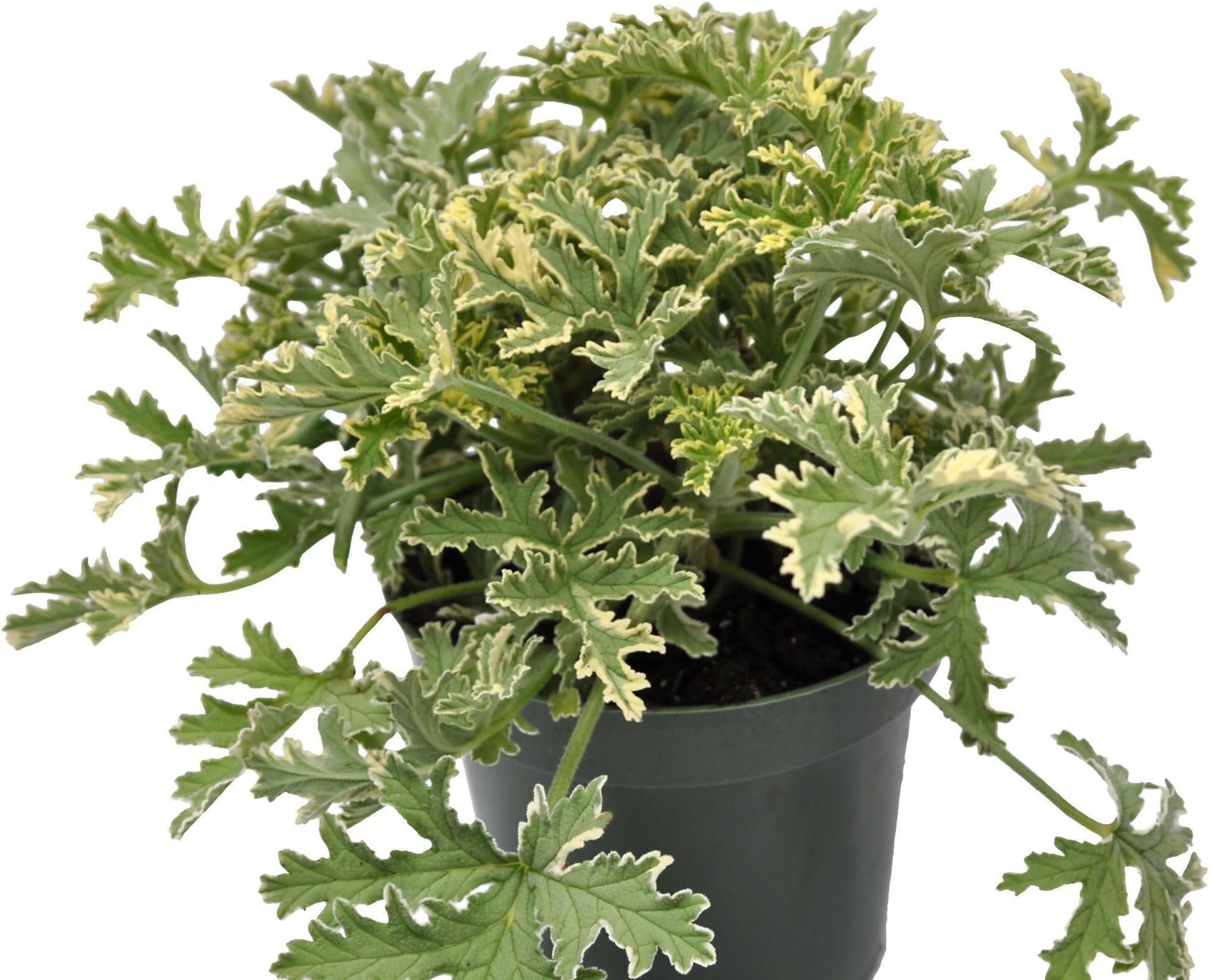 - Pelargonium Graveolens Grey Lady Plymouth, Old-Fashioned Rose/Sweet Scented Geranium, Fragrant Flowering Plant, Classic houseplant, Container Size: 4.5"