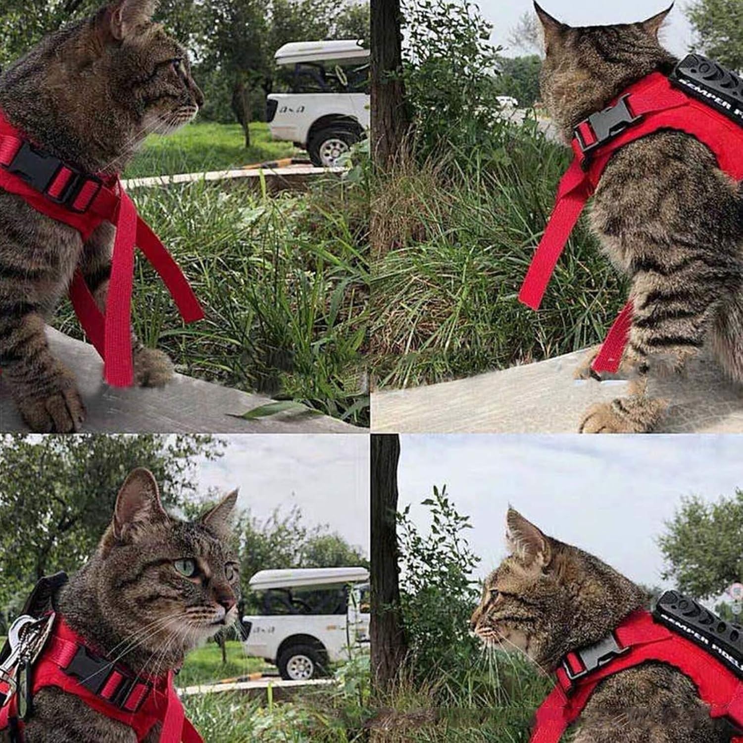 Reditore Tattico per Gatti e Guinzaglio Antifuga per Passeggiate, Pettorina Tattica per Cuccioli per Addestramento Outdoor, Gilet Militare Regolabile per Grandi, Red