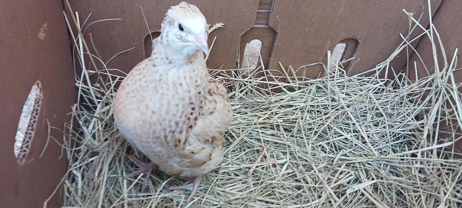 Amazon.com: Undique Jumbo Italian Quail Hatching Eggs (Count, 12