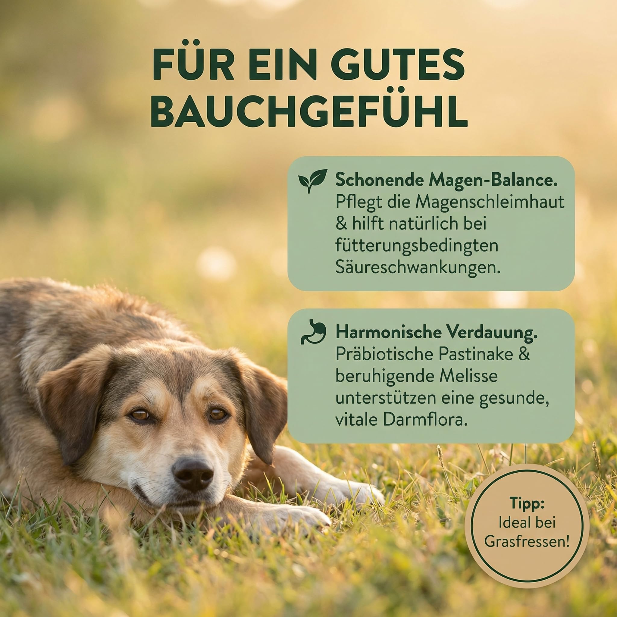 Bleib Fit Bitterkräuter für Hunde 250g - Magen, Darm, Verdauung & Leber - 21-Kräuter-Komplex - Reichhaltige Bitterstoffe - Sättigungsgefühl & Appetitregulation - 100% Natürlich