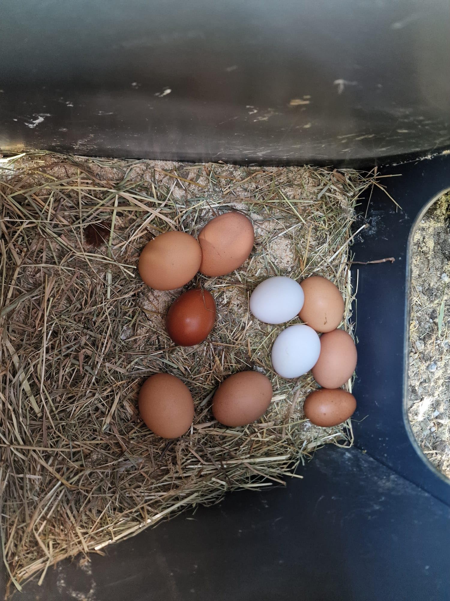 Gallinero levantado con Escalera para 8 10 gallinas Polly Duplex L con 2 Perchas 2 plazas Nido Exterior Puerta Segura Anti-depredador Fabricado en Resistente Laminado Anti ácaro Rojo
