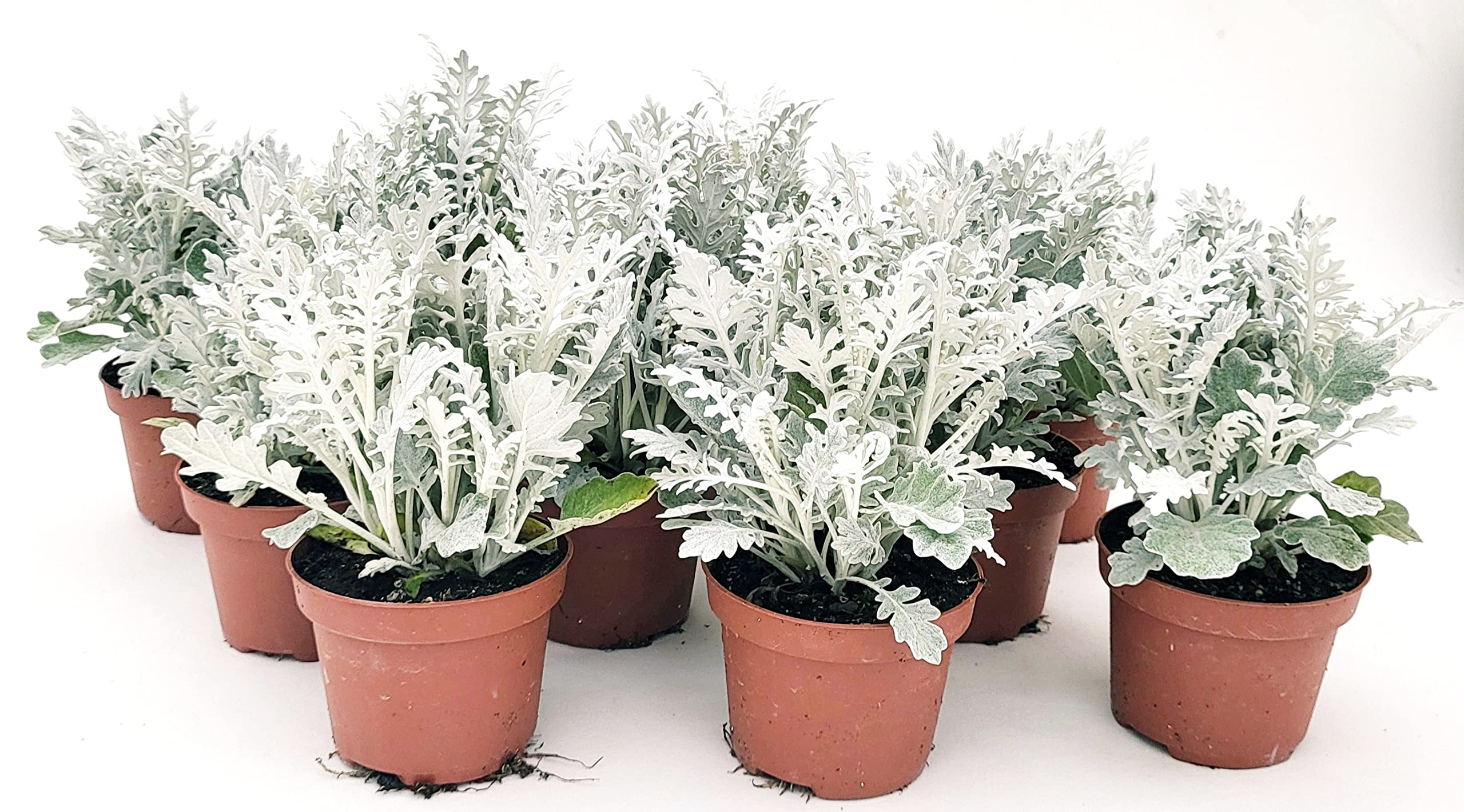 POWERS TO FLOWERS - CINERARIA MARITTIMA, 10 PIANTE, VASO 11CM DIAMETRO, piante vere