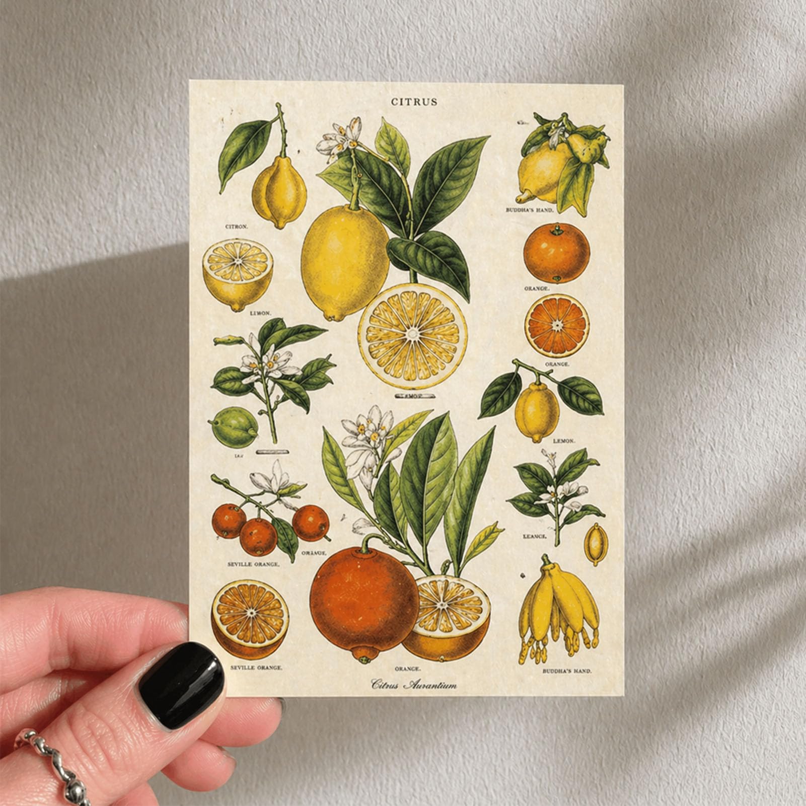 Set de Cartes Postales 50 pièces Vierges Vintage avec Différents Motifs