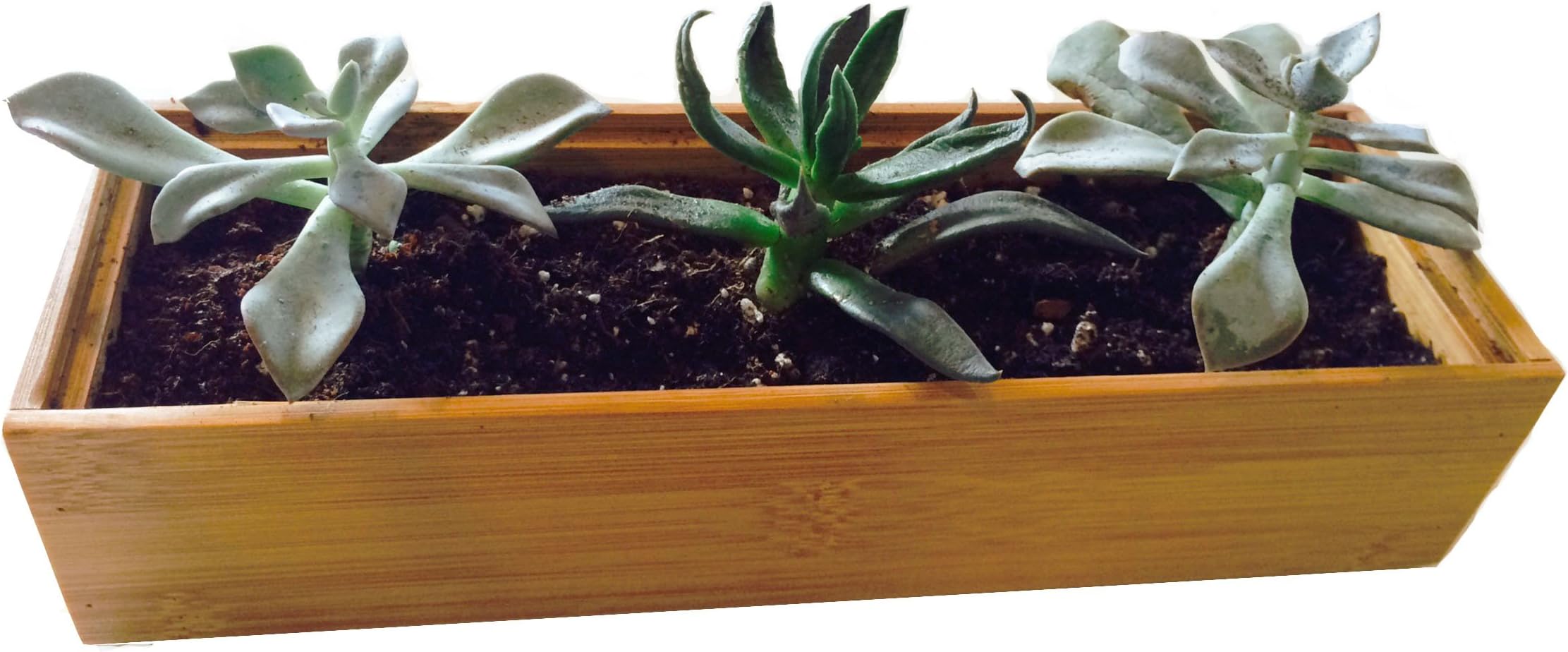 Bamboo Planter for Succulents: Mini Wooden Bamboo Rectangular Planter (3x9 Inches)