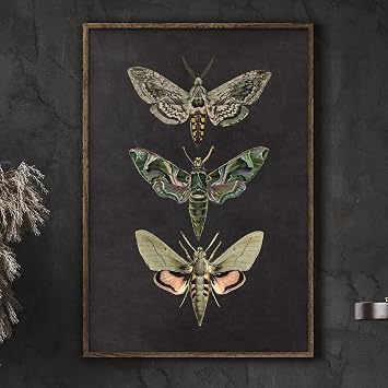 Moth Canvas Nature Insect Posters Vintage Animals Prints for Wall Decor Educational Animal Posters Insect Wall Art for Kids Room 16x24inch No Frame