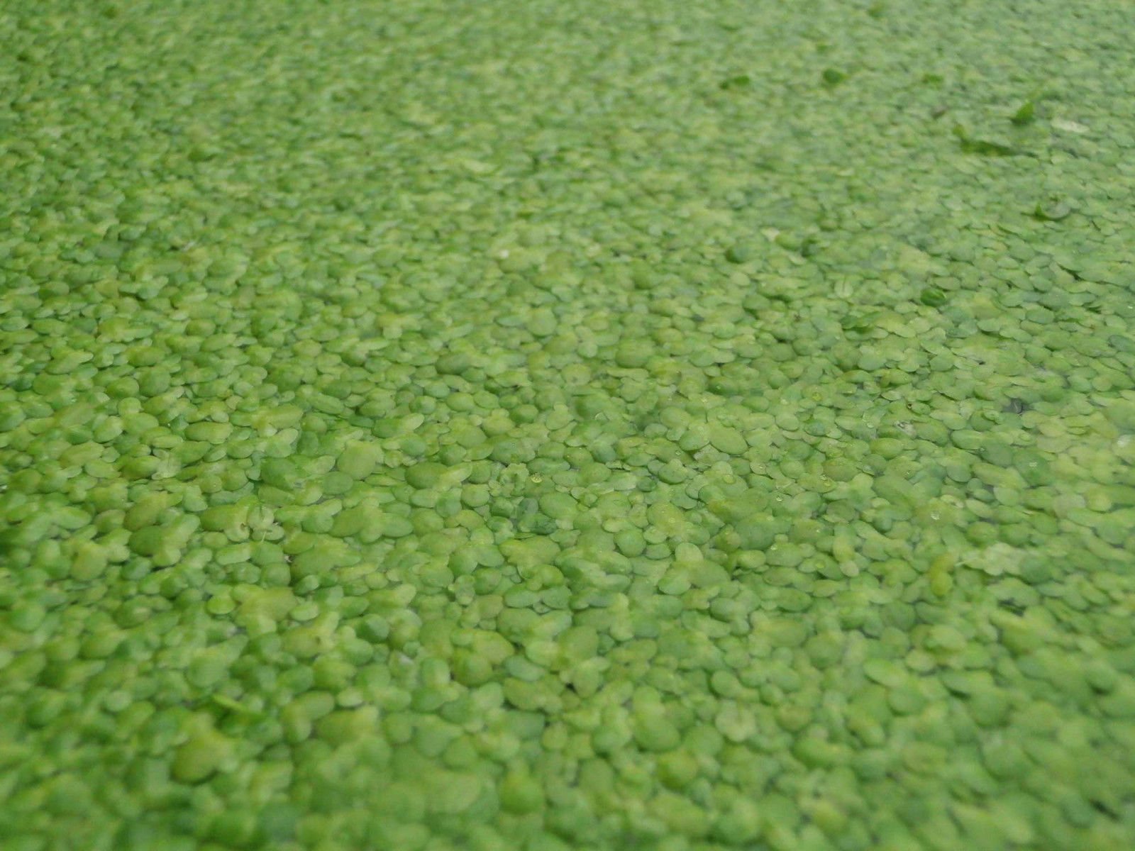 1 porción de lentejas de agua, aproximadamente 1000 unidades de Lemna minor