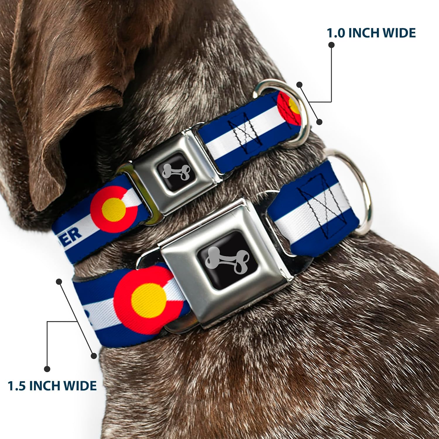 Dog Collar Seatbelt Buckle Colorado Boulder Flag Blue White Red Yellow 9 to 15 Inches 1.0 Inch Wide