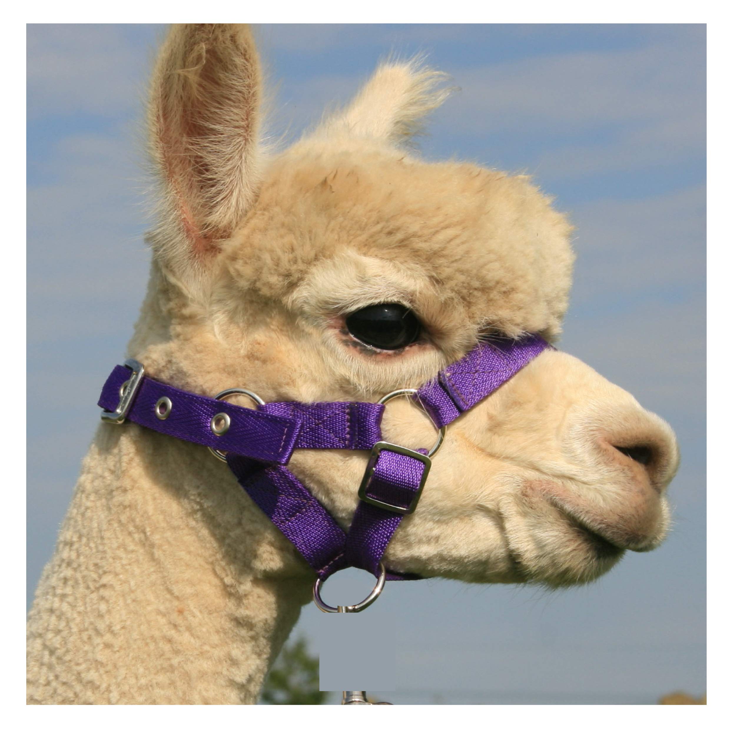 Homestead Farm Supplies ALPACA HEADCOLLAR with BUCKLE Fastening - PURPLE - SMALL