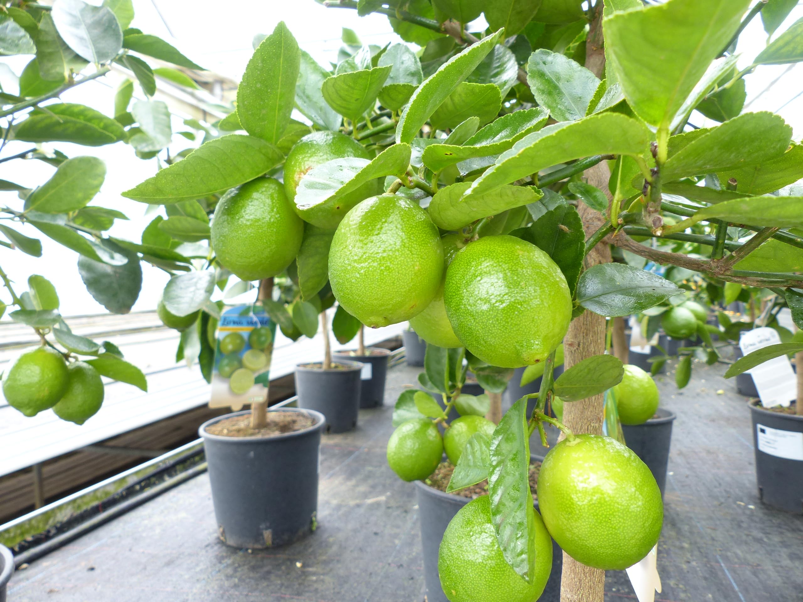 gruenwaren jakubik echte Caipi Limette Limettenbaum Citrus Lime 75-90 cm Zitruspflanze