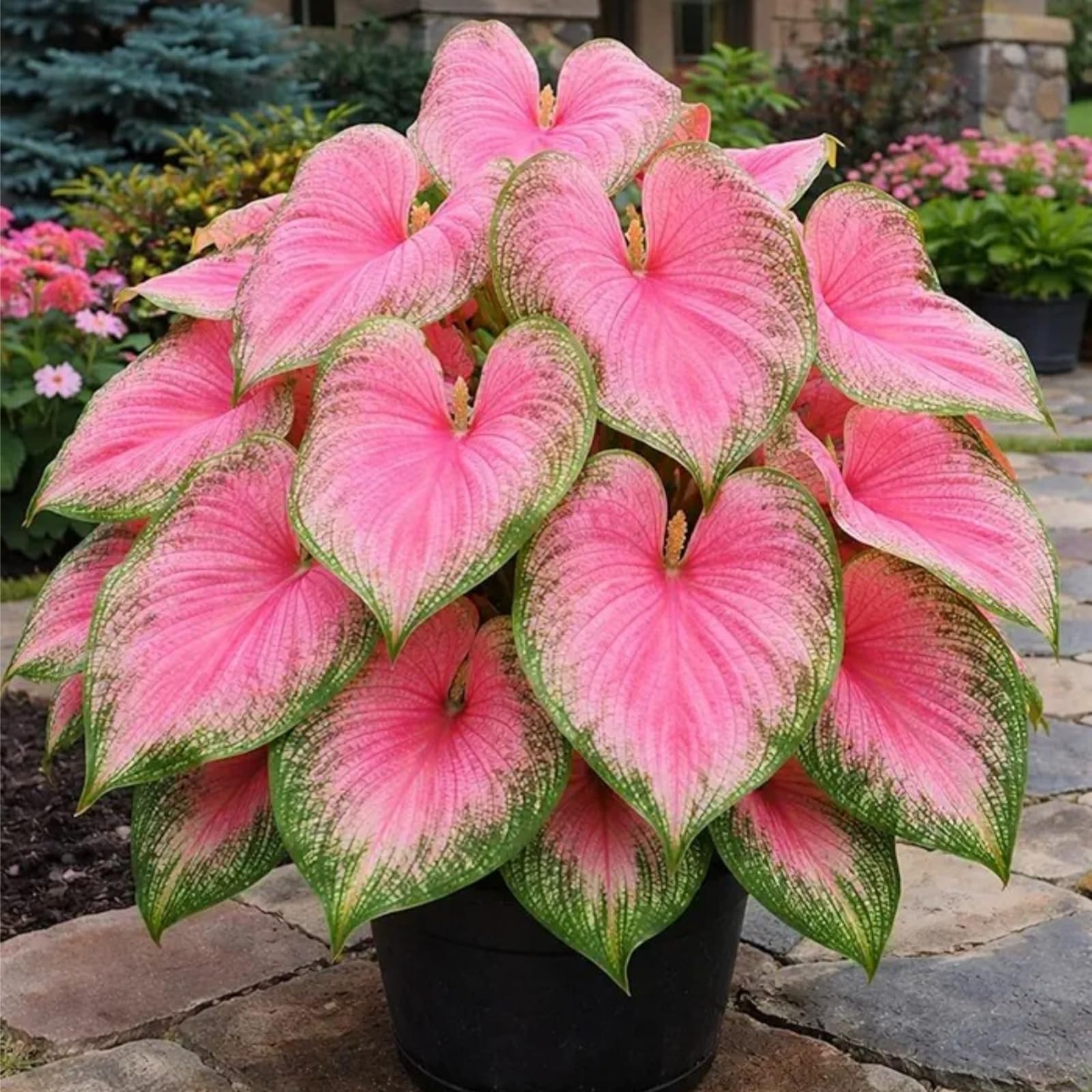 Rainbow Hosta Seeds-Perfect for The Garden Hostas Plants-Landscaping-Excellent Displays-500-G