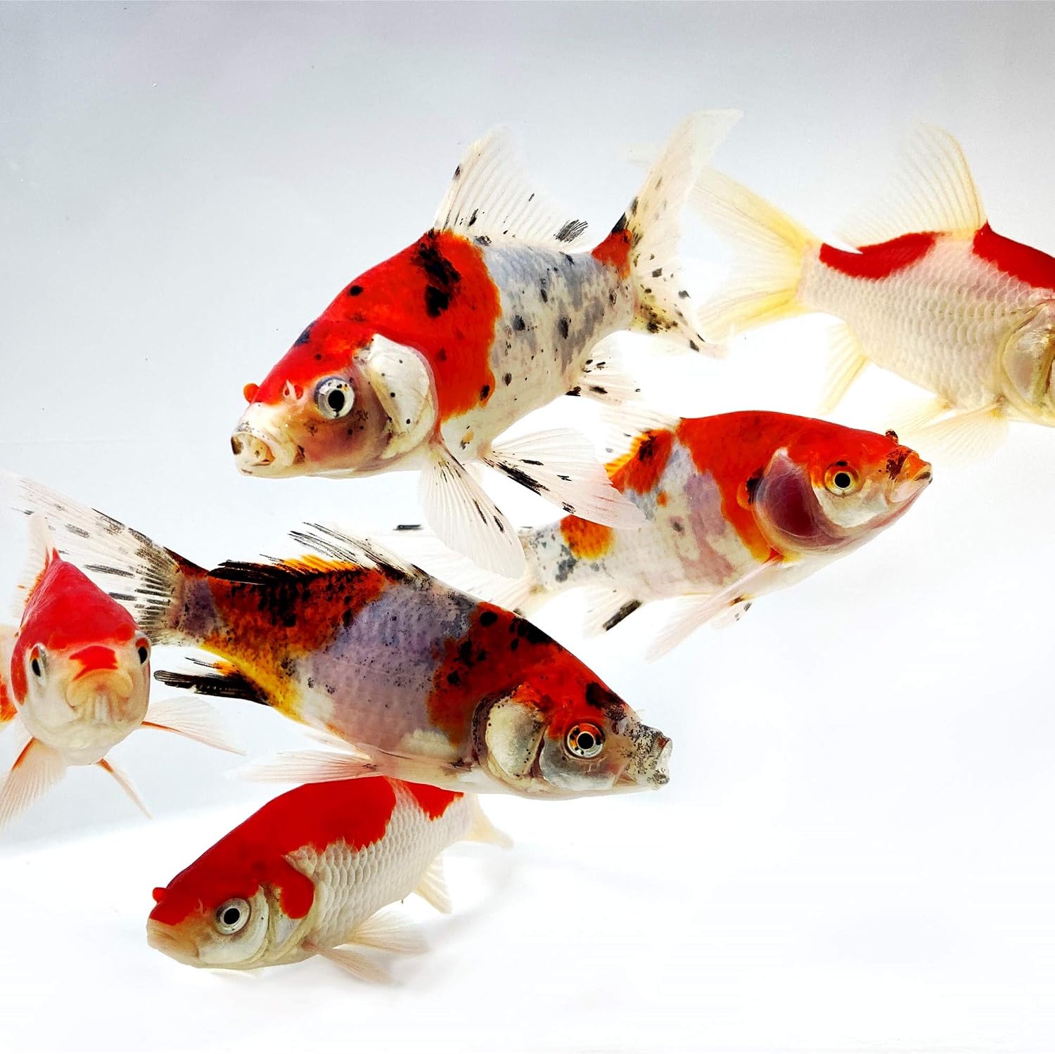 Toledo Goldfish Shubunkin and Sarasa Goldfish Combo from, Mix of Blue and Red in a Variety of Patterns - Perfect for Ponds or Aquariums - 4-5 Inches, 6 of Each, 12 Total Count