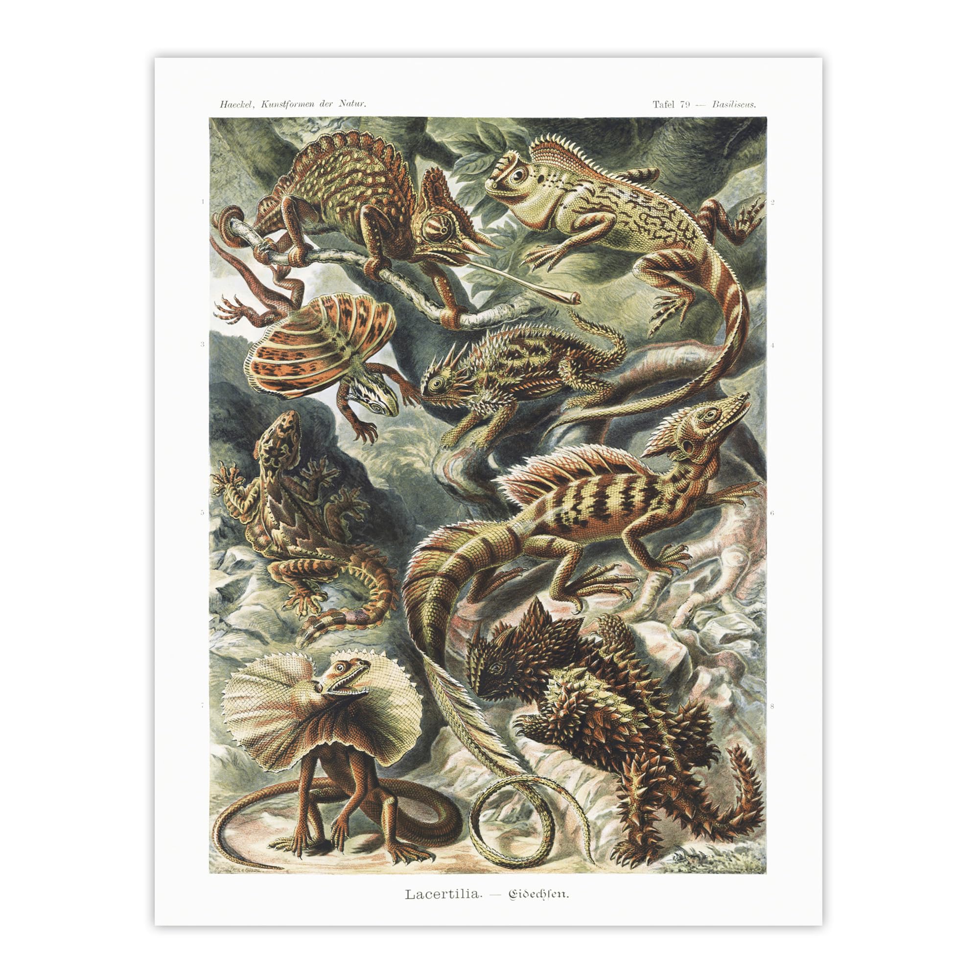 Artery8 Lacertilia Reptile Lizard Species Unframed Art Print 12X16 Artwork By Haeckel : Reptile Species Illustration Ideal For Study Or Lounge Showing Organic Beauty Motion And Scientific Interest