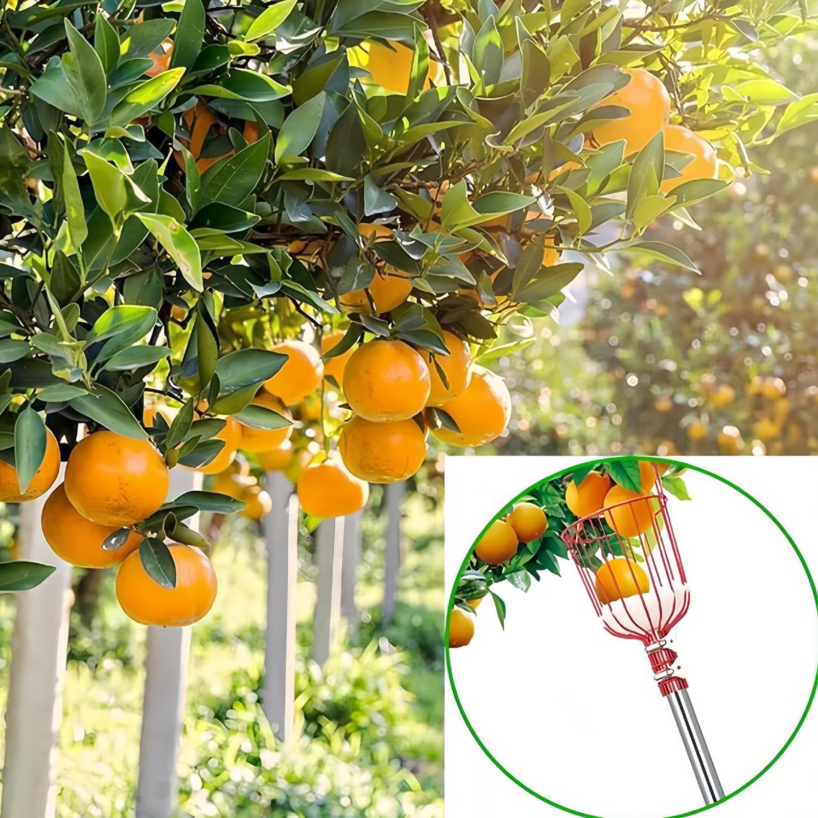 Perche de cueillette de fruits avec panier – Extension télescopique en