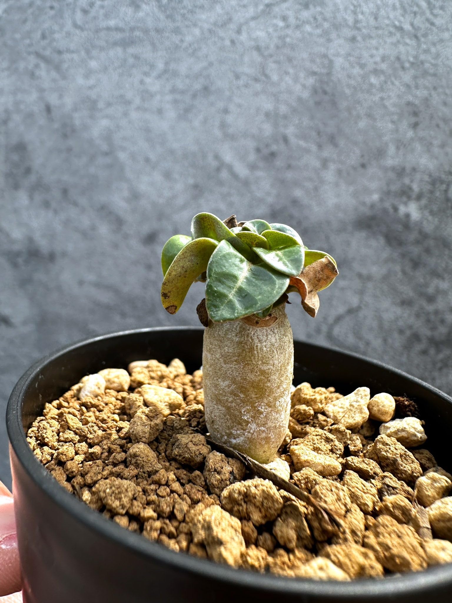 Amazon｜【現品限り】アデニウム・DHA 獅子葉 葉巻 美肌【D3】 Adenium