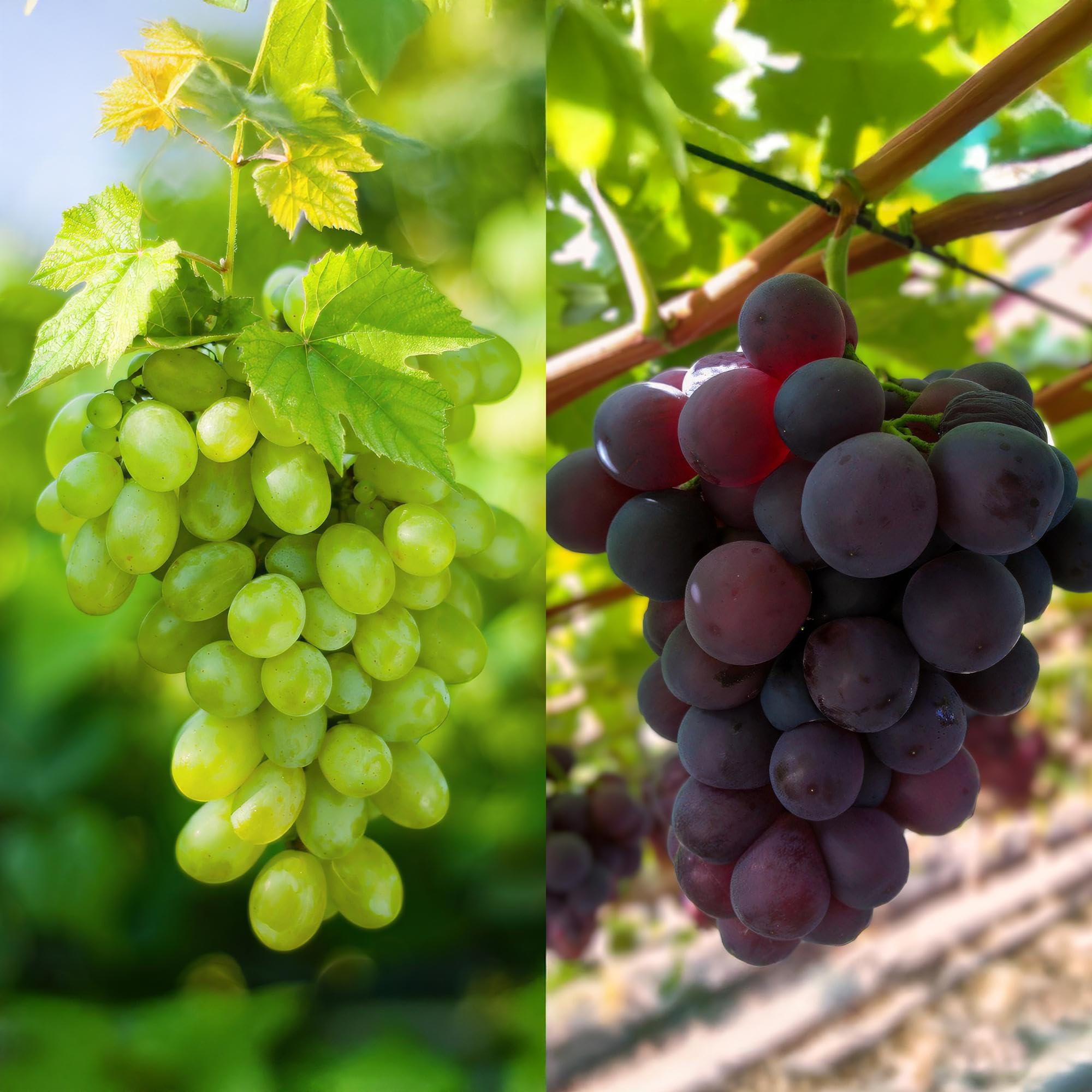 Green boutiQ - Obstpflanze - Vitis vinifera Himrod - Vanessa - Weinrebe - Kernlos - Blaue & Weiße Traube - 2 Pflanzen - Topf 15cm - Höhe 50cm