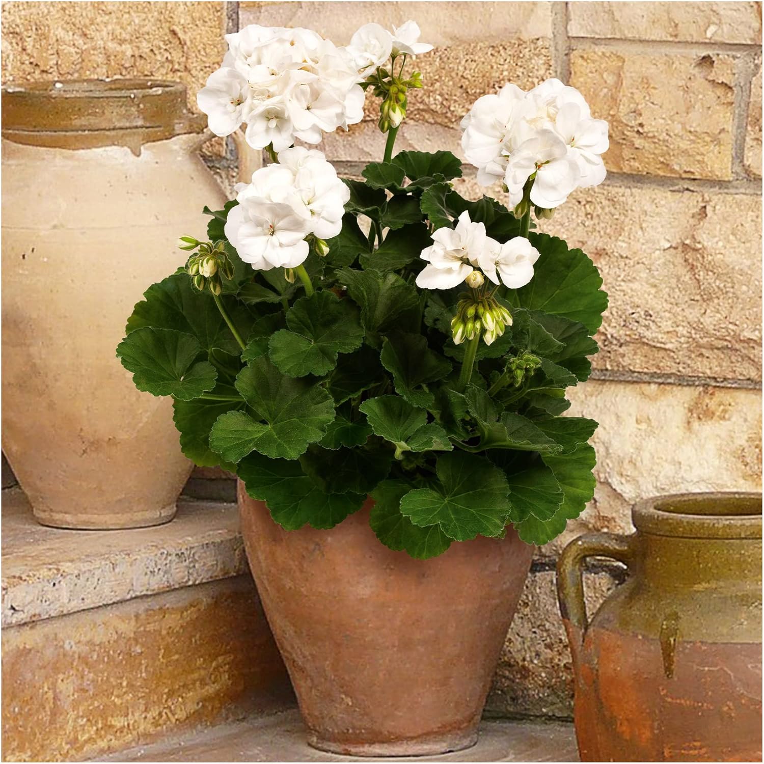 Upright Geranium Clara 6 Starter PlantsGeraniums .Fantastic for