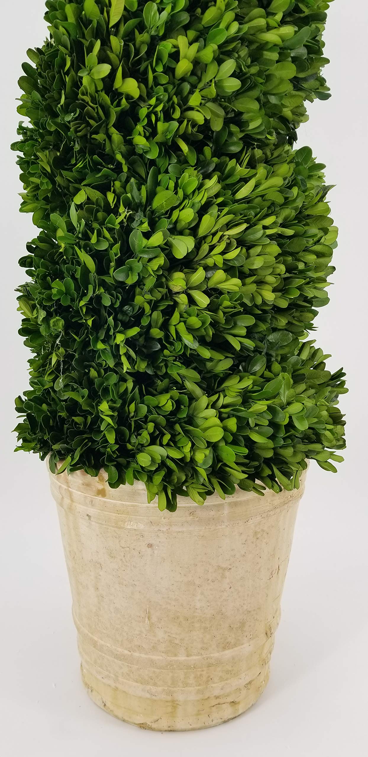 Tradingsmith Preserved Boxwood Spiral Topiary - 51