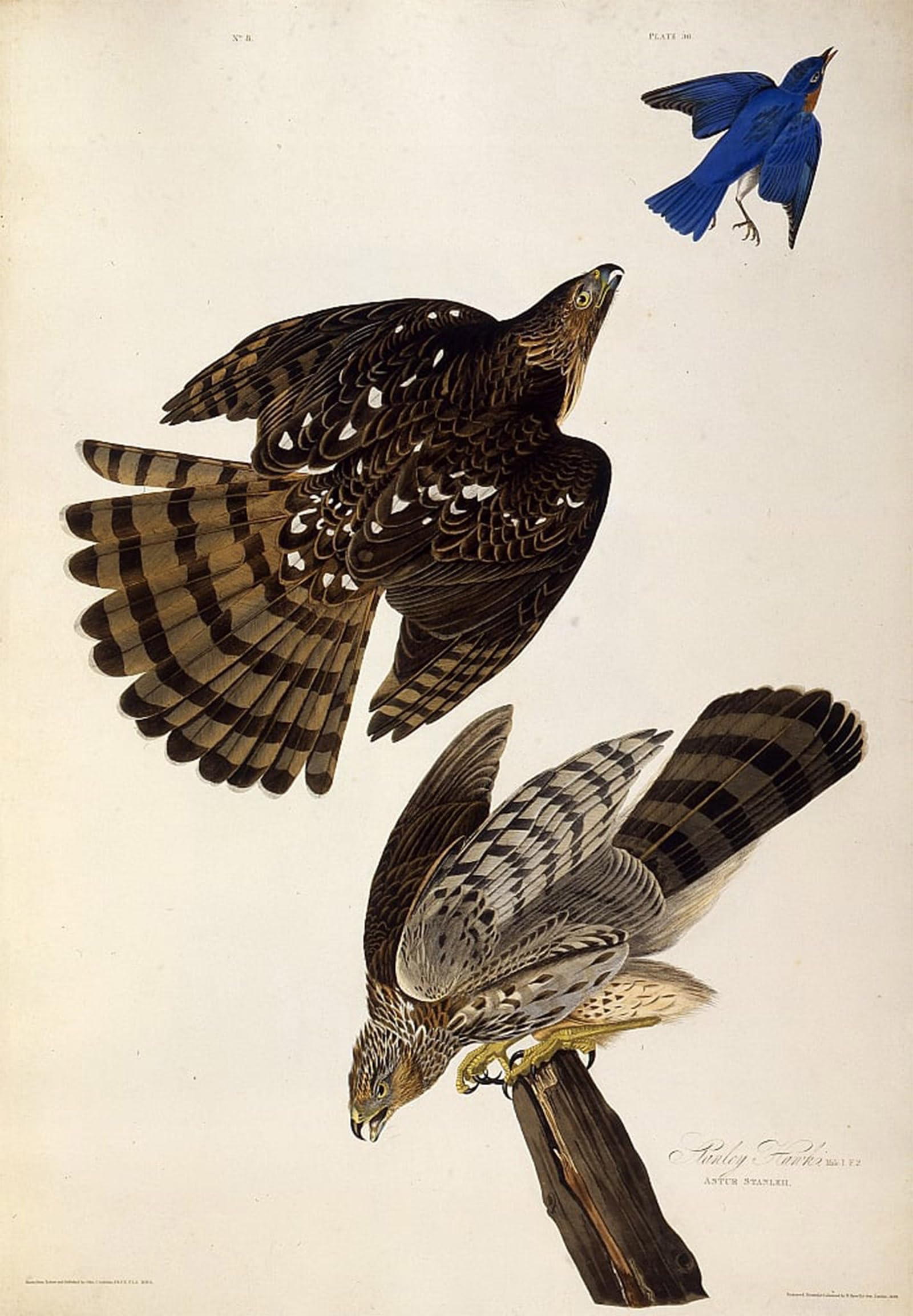 POSTERIIk Vintage Art Print Images Pictures Print Hawks From the Birds of America by John Jamess Audubon Modern Colour Posters for Office Home Decor 60x90cm
