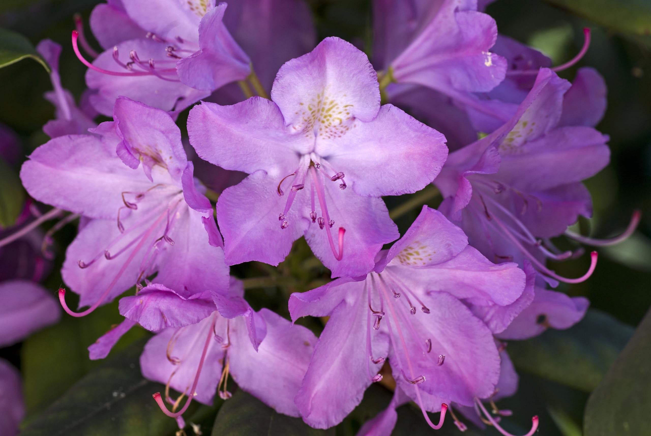 See full amazon price history chart for Beautiful Purple Azalea Flower Live Plant For Gardening, Shrub, Bush, Plant Hight: 1.5-3.5 Ft (Pack Of 1) Beautiful Purple Azalea Flower Live Plant For Gardening, Shrub, Bush, Plant Hight: 1.5-3.5 Ft (Pack Of 1) (B0CQXX9Z3Q) Amazon Price History, Amazon Price Tracker