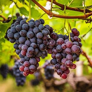 10 Pond Gazebo Ideas for Peaceful Garden Views 61 Reliance Seedless Bare Root Grape Vines - One of The Most Cold Hardy See...