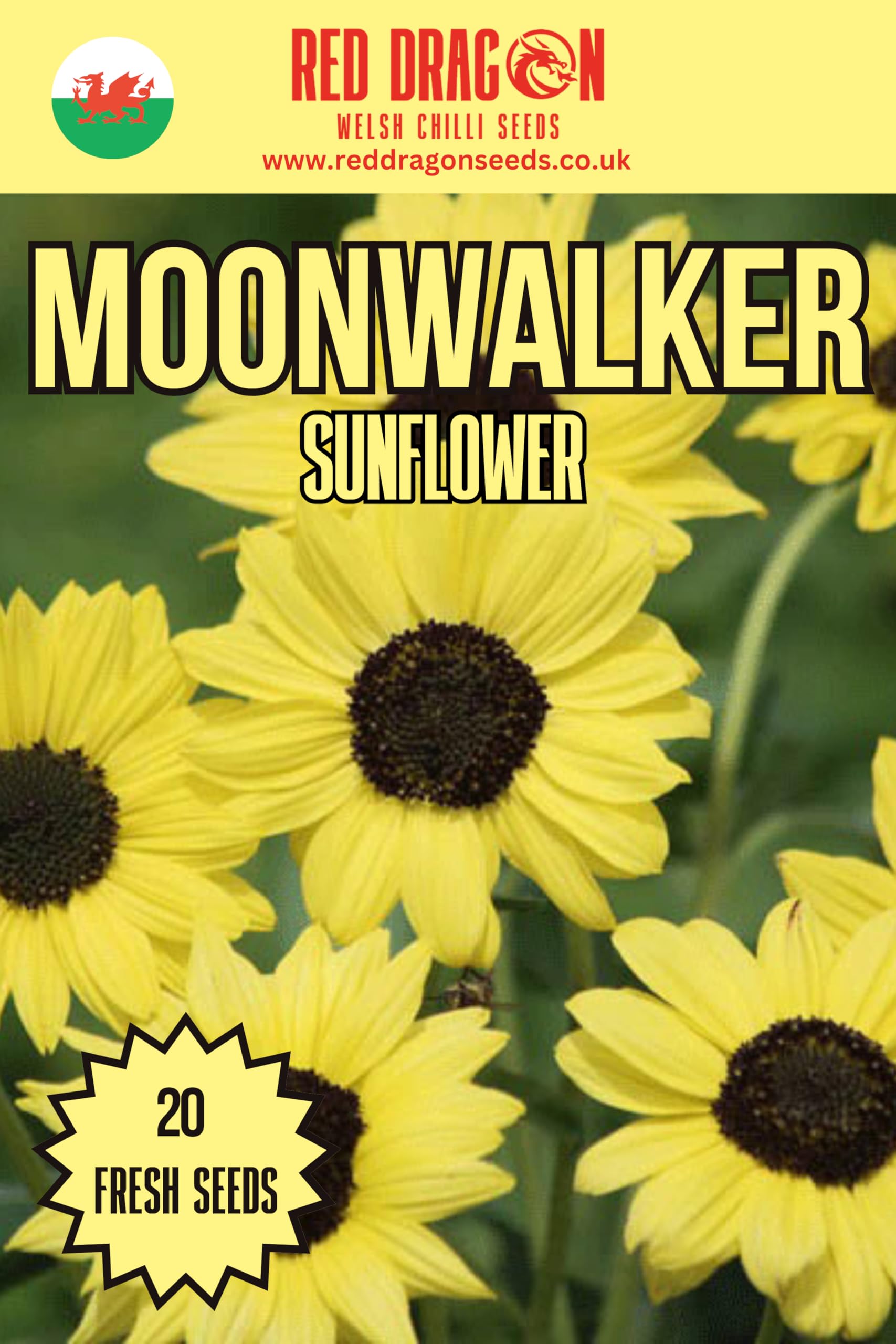 Moonwalker Sunflower Seeds - 20 Fresh Seeds — image 1