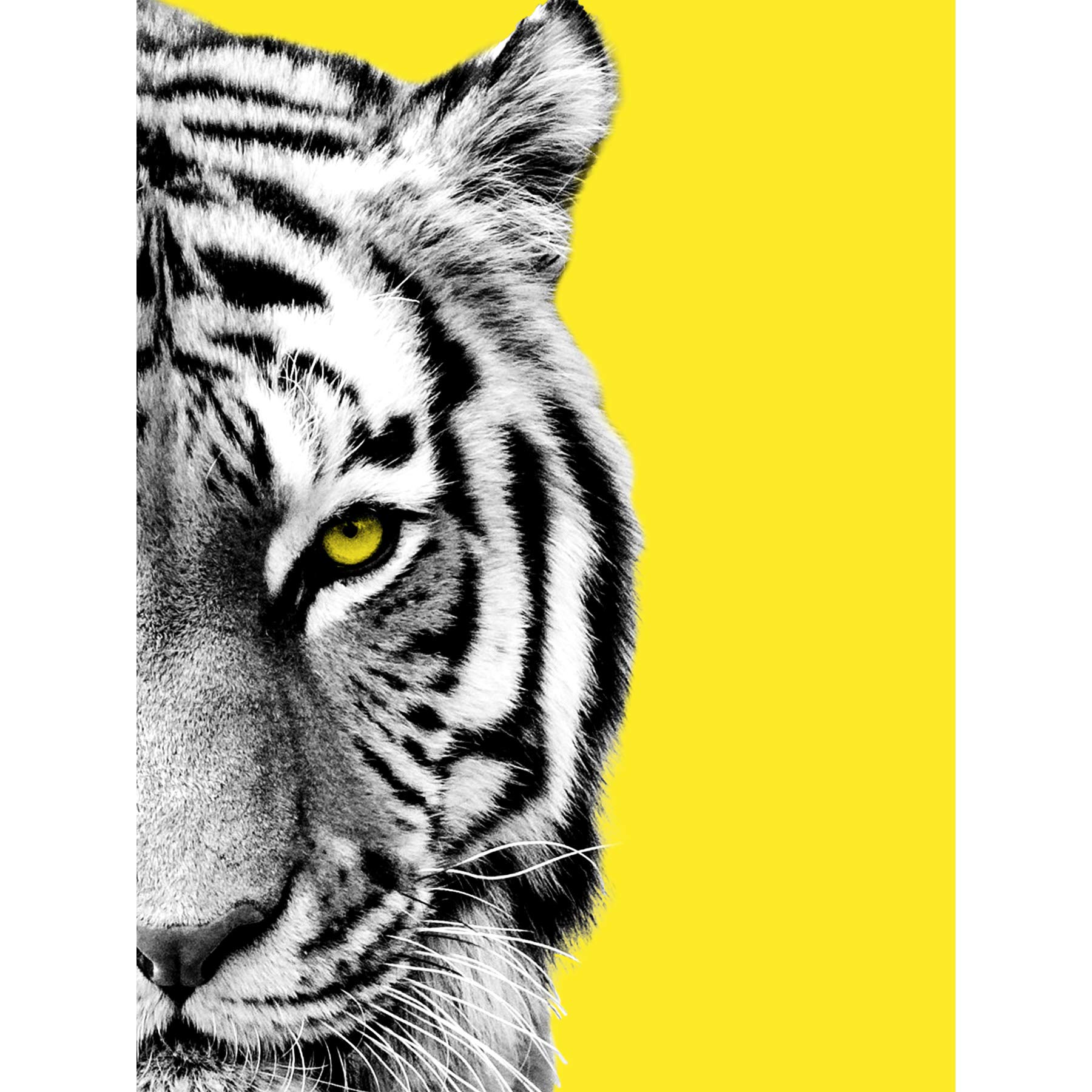 Wee Blue Coo Close up Beasties Tiger Large Art Print Poster Wall Decor