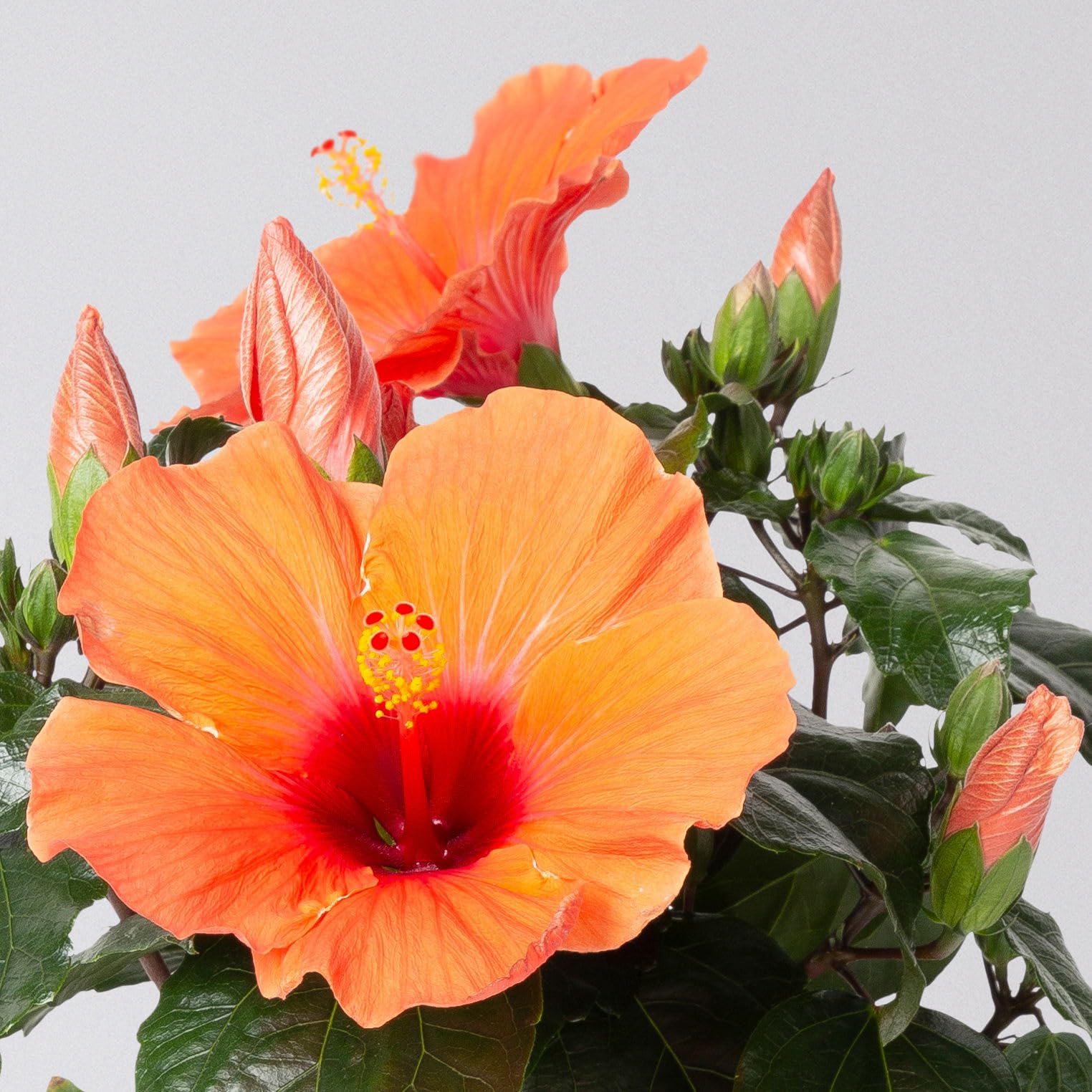 Hibiskus, orange, Topf- 13 cm, Hhe ca. 35 cm, 2 Pflanzen : Amazon.de:  Garten