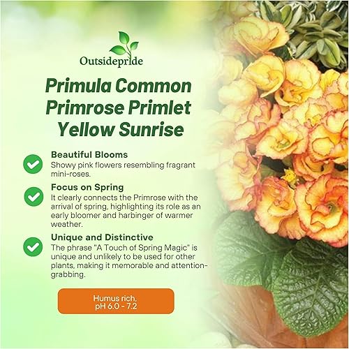 Miniatura 3 de Outsidepride 10 semillas anuales Primula común Primrose Primlet Yellow Sunrise Flower Seeds para plantar