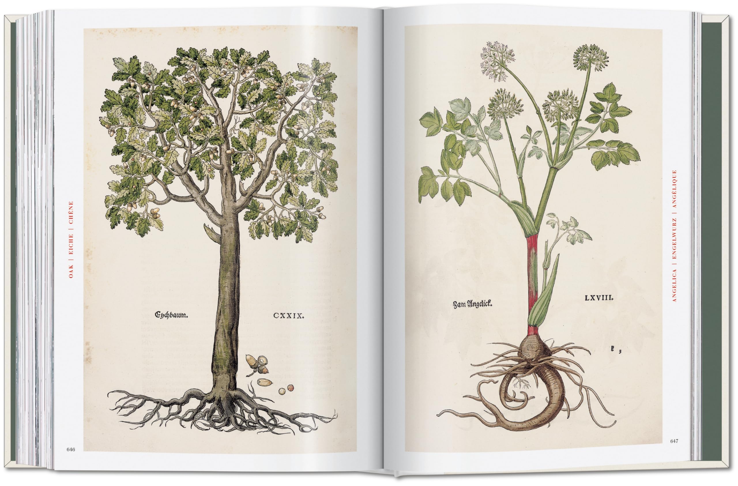 Leonhart Fuchs: The New Herbal