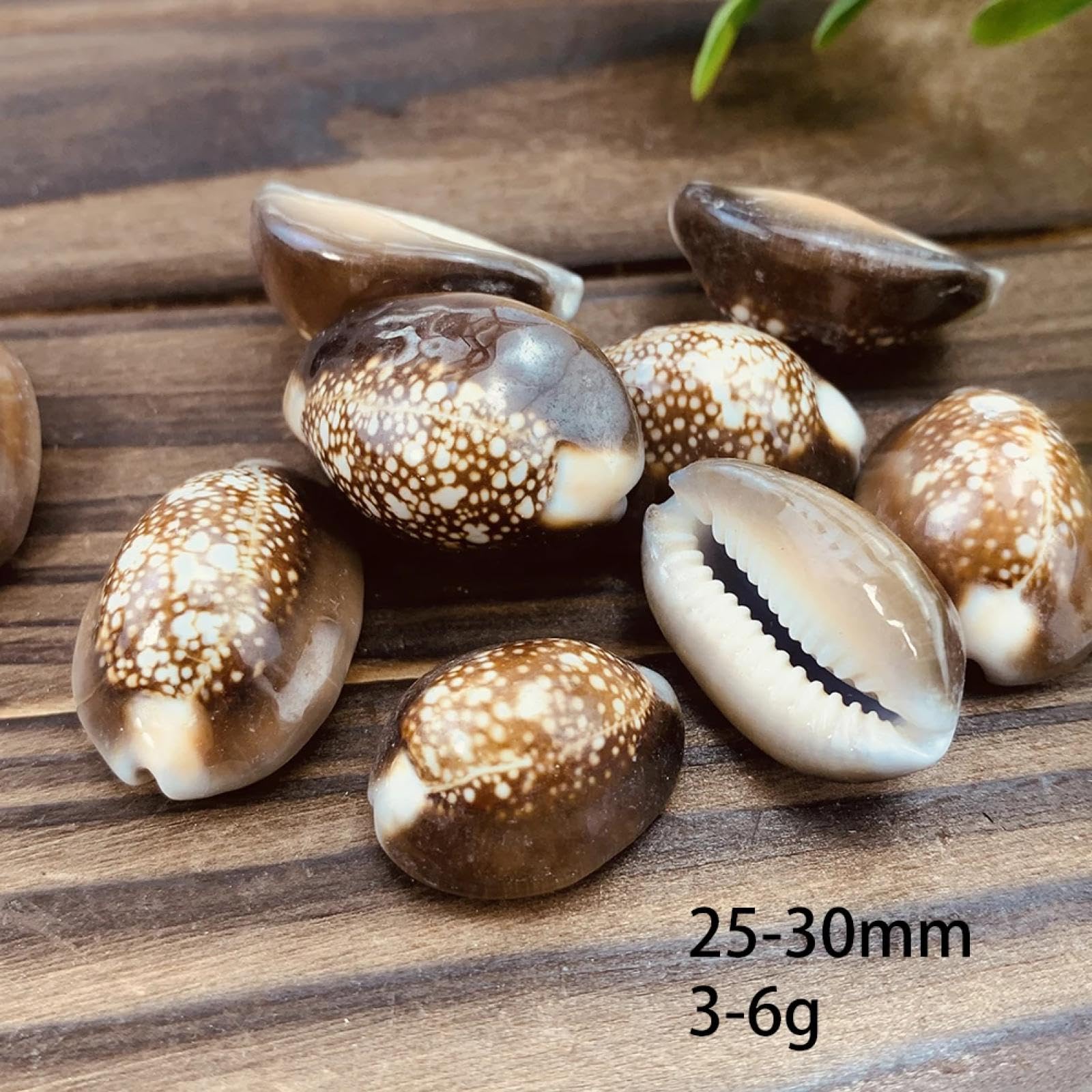 Conchiglie per decorazione, 5 pezzi, 2-3 cm, veri Cypraeidae Caputserpentis, fiocco di neve, conchiglia, conchiglia, ciprea, gioielli, artigianato, acquario, acquario, paesaggistica
