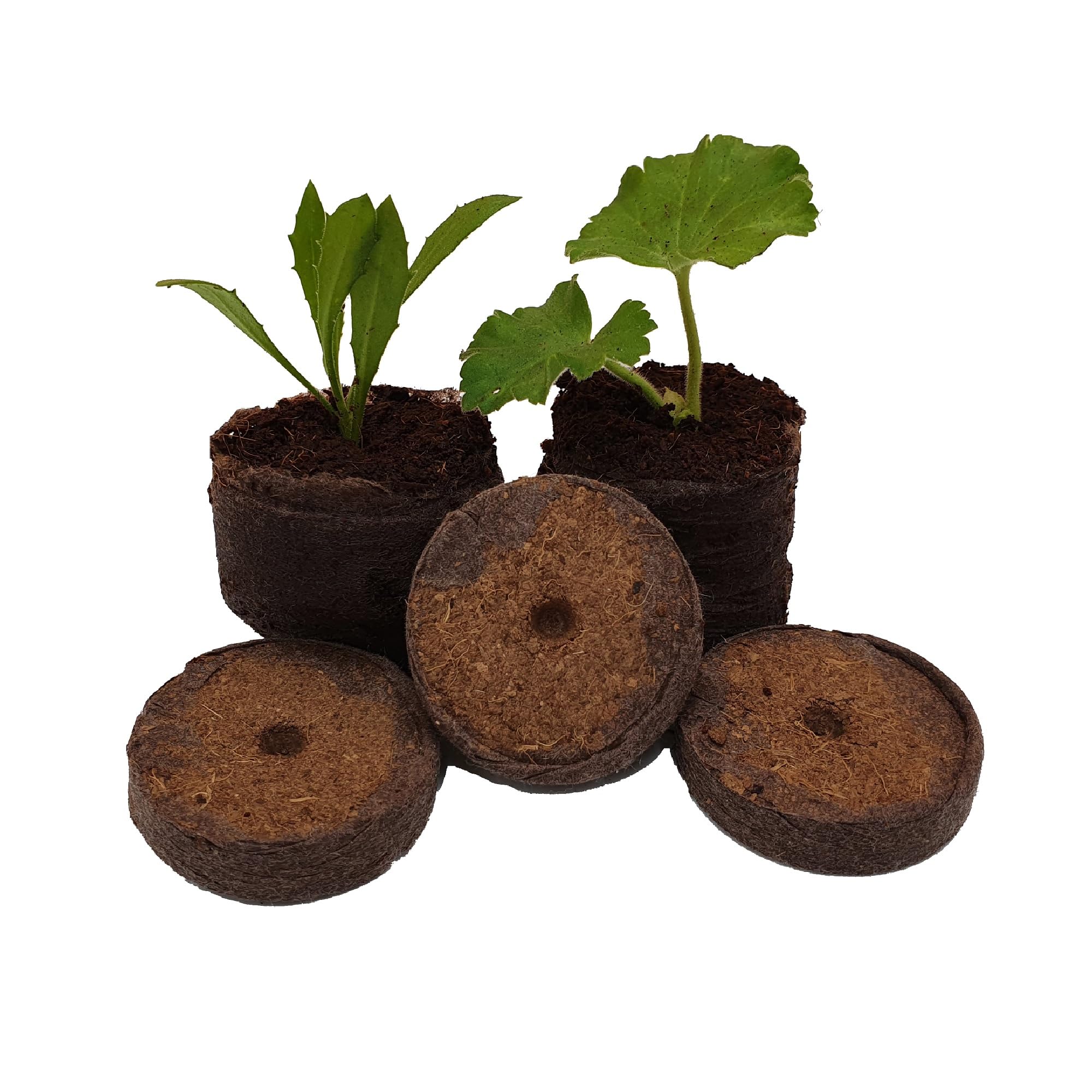 e-pots Coco Coir Plant Starter Pellets 36mm x 50 wrapped in FSC paper | Plastic Free Packaging | 100% Natural Organic Coconut Fibre Growing Media | 50 Easy To Use Biodegradable Dry Soil Pellets