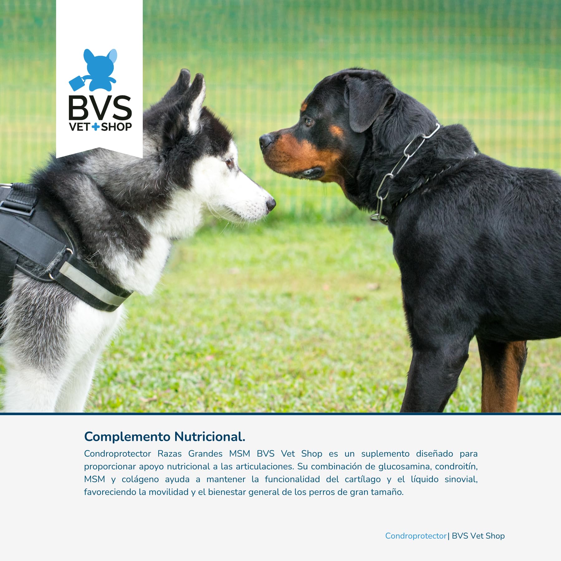Condroprotector Razas Grandes MSM para Perros 150 Comprimidos
