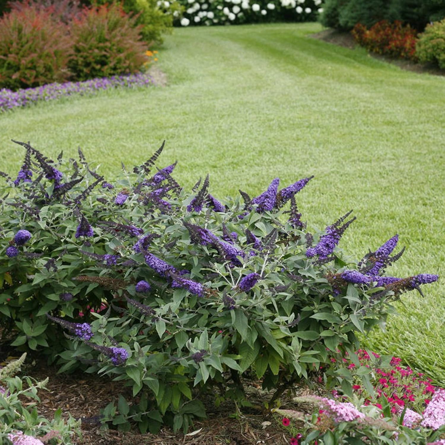 Buddleia 'Pugster Blue®', Butterfly Bush, Proven Winners, Compact Bush, Long Bloom-time, Container Size: 4.5"