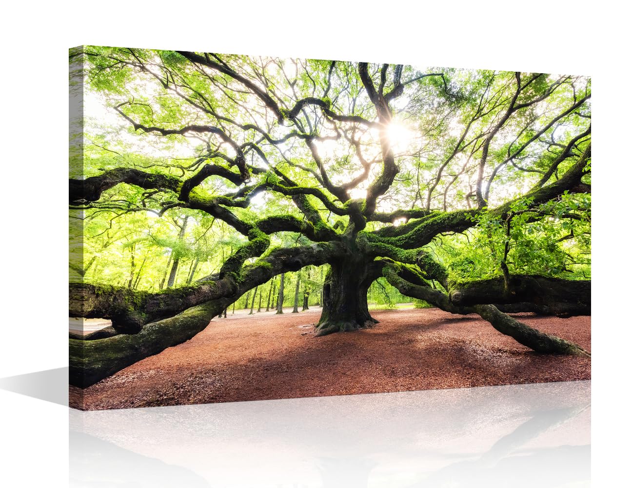 Angel Oak Tree Large Canvas Wall Art