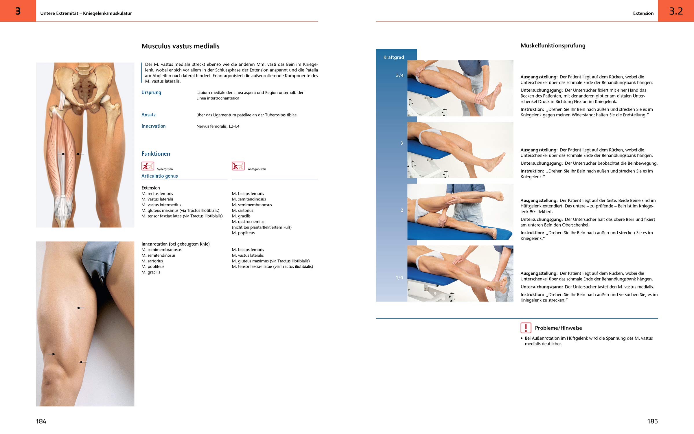 Das Muskelbuch: Anatomie | Untersuchung | Bewegung (inkl. Anatomieposter)
