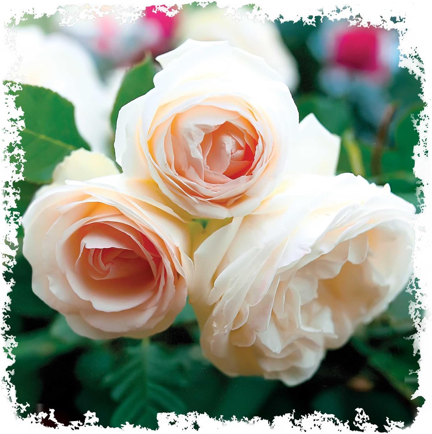 White Eden Climbing Rose, 1.5 Gallon Potted Live Plant, Reblooming White Flowers, Own Root, Zones 5-9, for Arbor, Trellis, Fence 10-12 Ft Climber