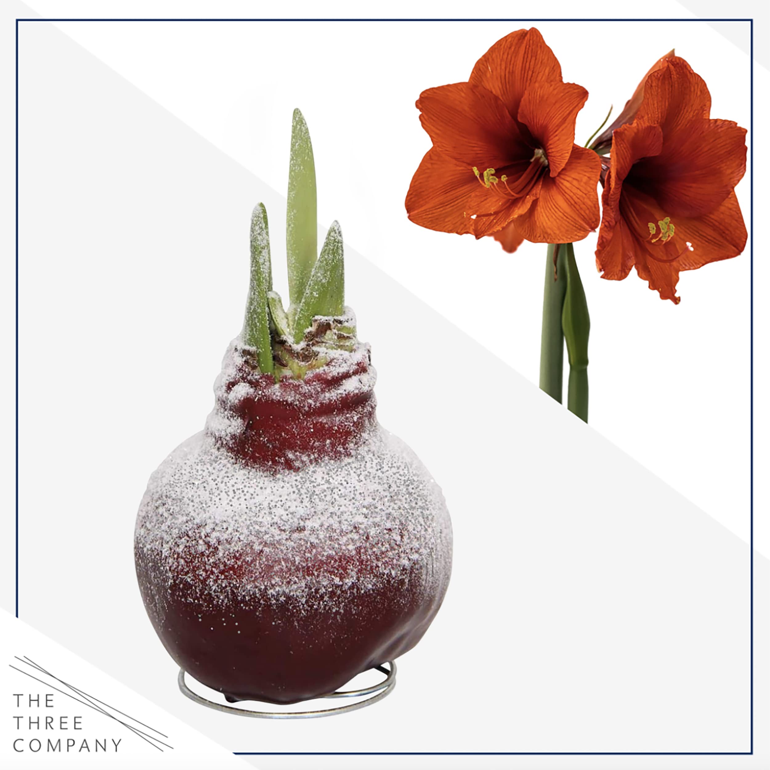 アマリリスさん Amazon.co.jp: 雪に斑点 ワックス入り アマリリス球根