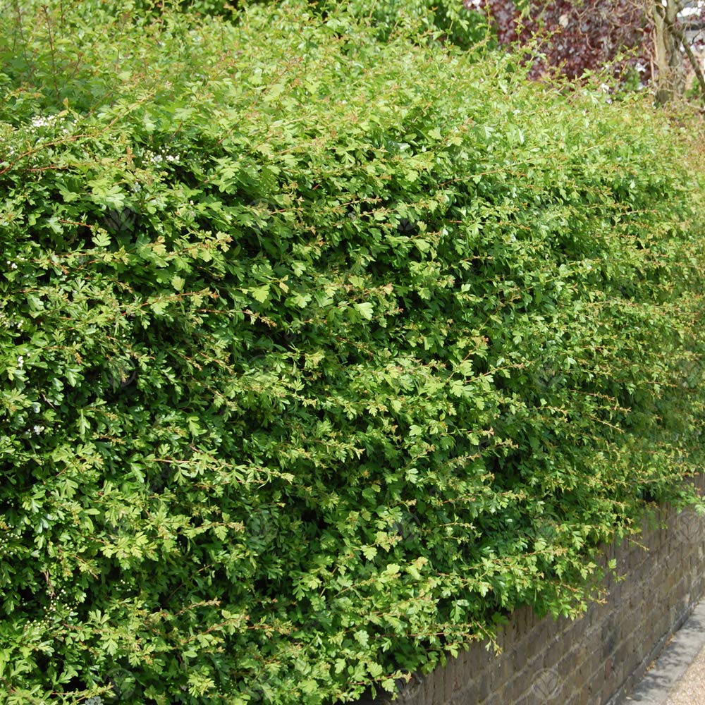 Buy Crataegus monogyna 'Hawthorn' Bare Root Hedge Green Hedging, Tree